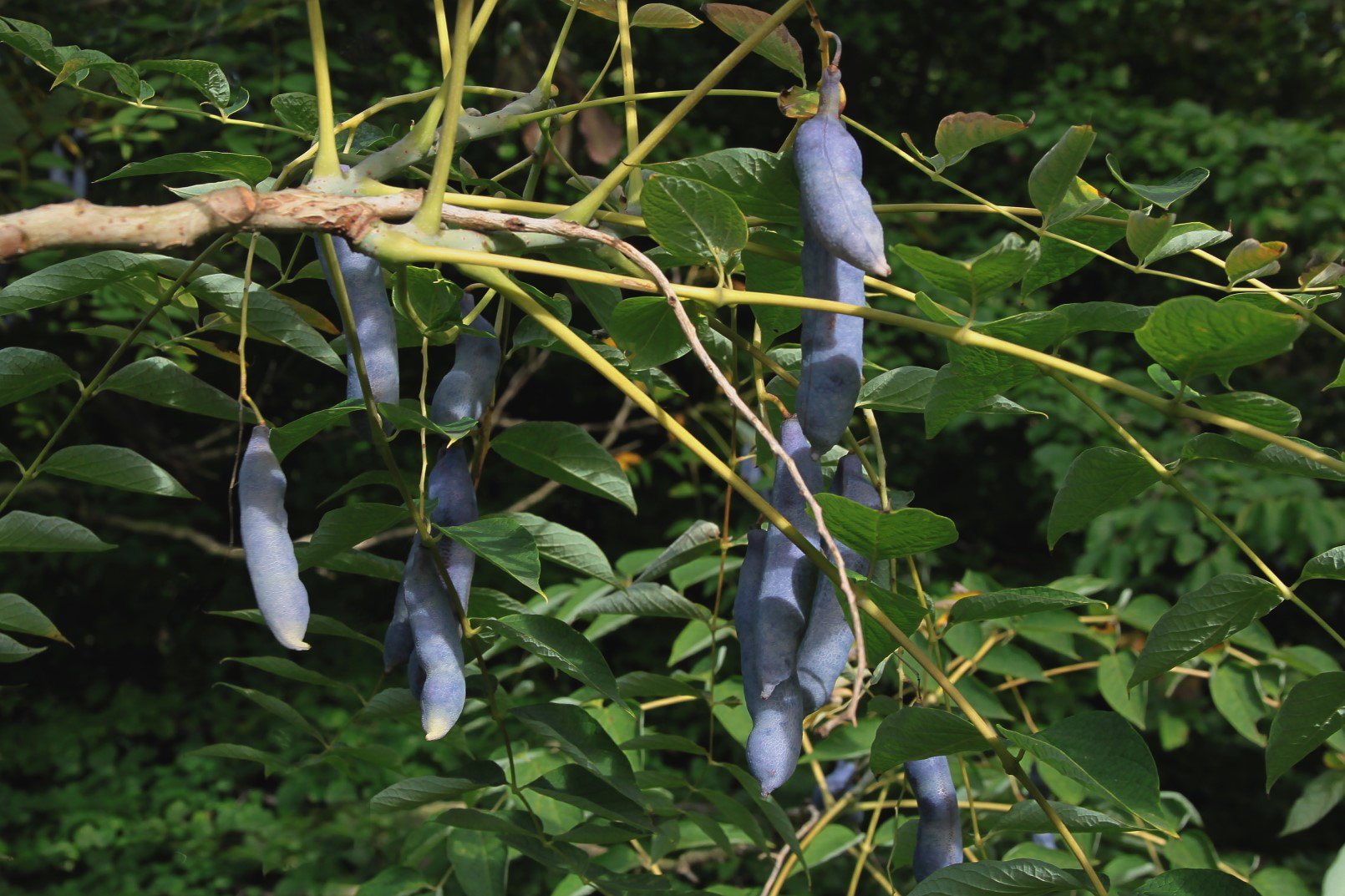 palecznik chiński decaisnea fargesii