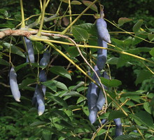 palecznik chiński decaisnea fargesii