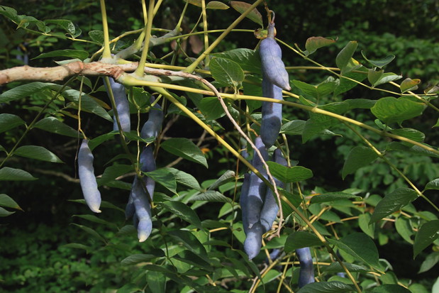 palecznik chiński decaisnea fargesii