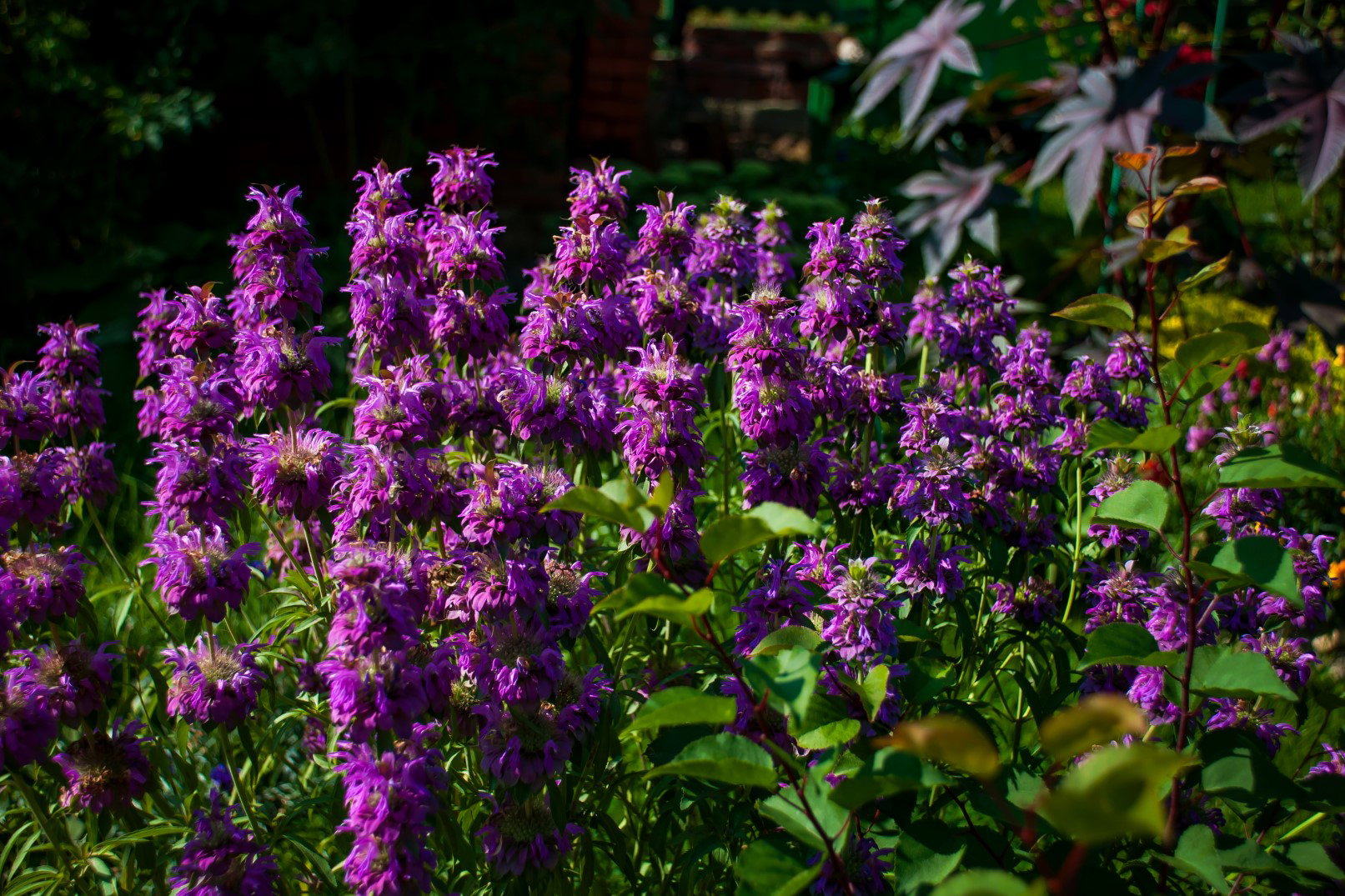 pysznogówka cytrynowa monarda citriodora