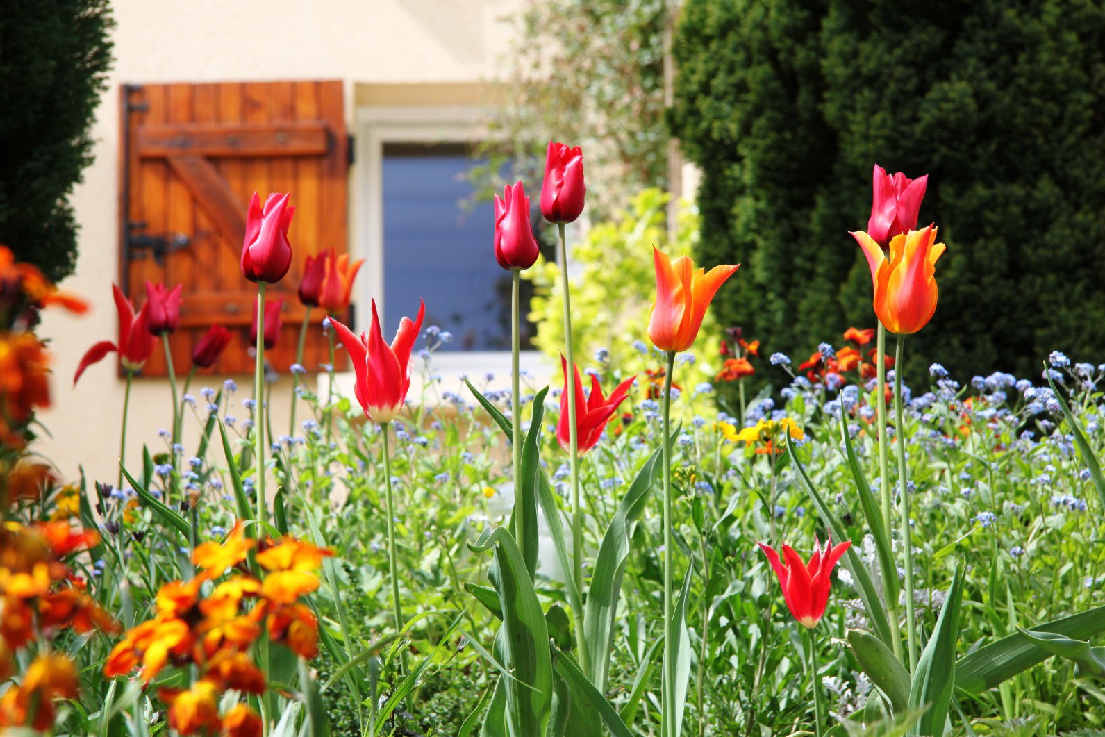 rabata w przedogródku