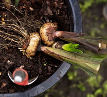 sadzenie cebul jesienią