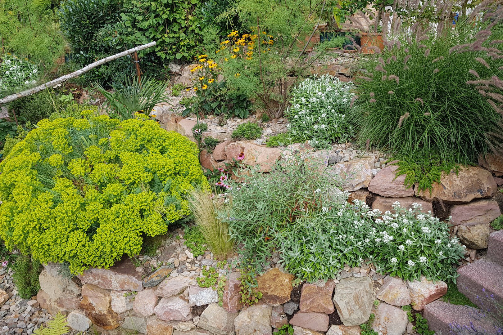 wilczomlecz syberyjski