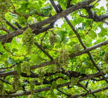 winorośl na podporze