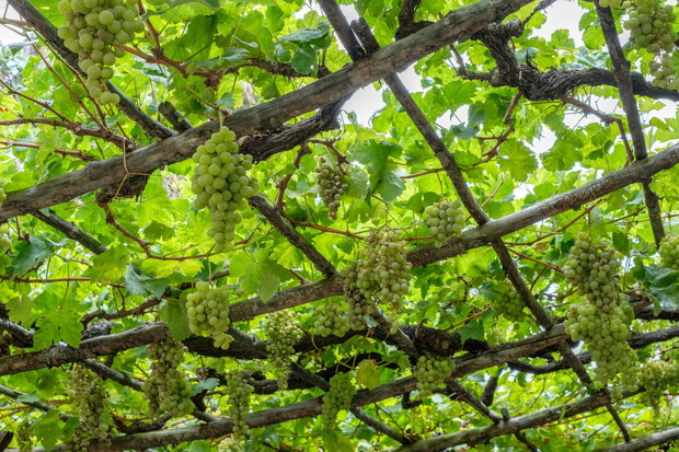 winorośl na podporze