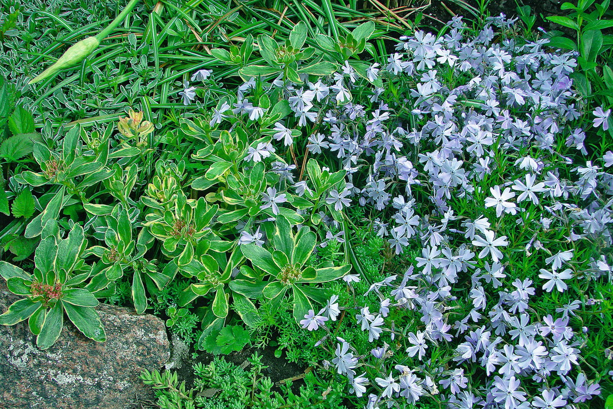 wrzesniowe dzielenie blin