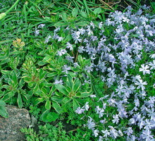 wrzesniowe dzielenie blin