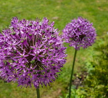 czosnek-bialawy-allium-cristophii-zdj-fotolia-com.jpeg