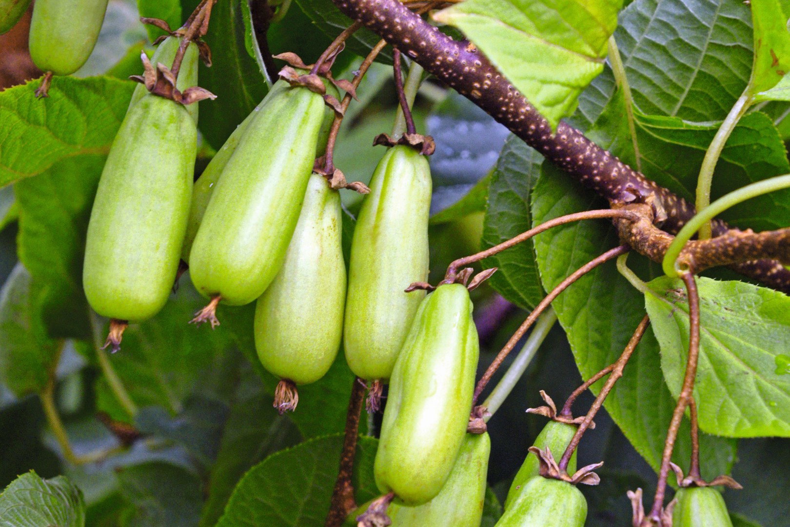 Aktinidia pstrolistna ‘Vitakola'