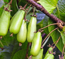 Aktinidia pstrolistna ‘Vitakola'