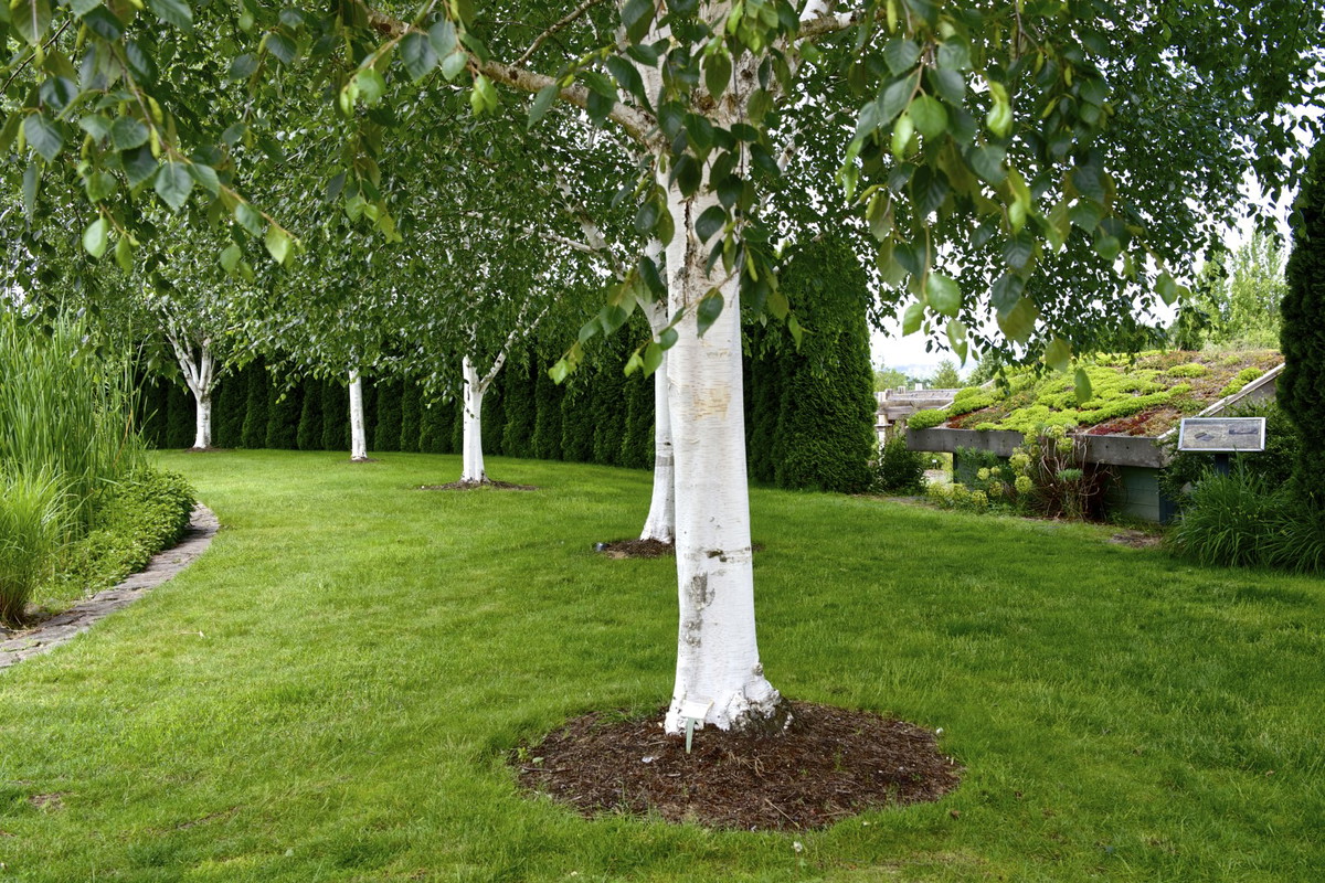 brzoza pożyteczna betula utilis