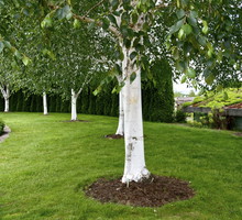 brzoza pożyteczna betula utilis