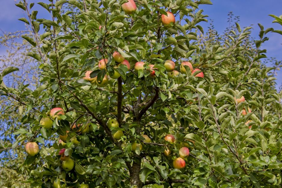 jablon-piros.jpeg