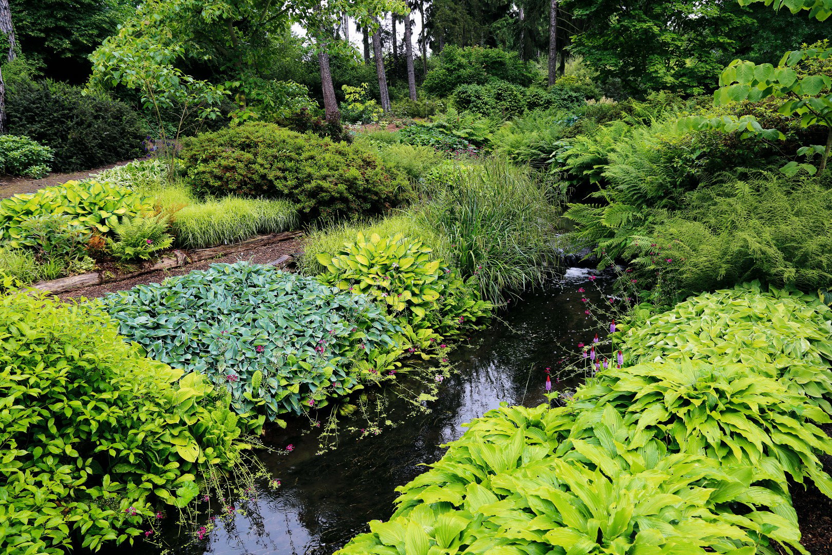 Funkie i paproci i trawy