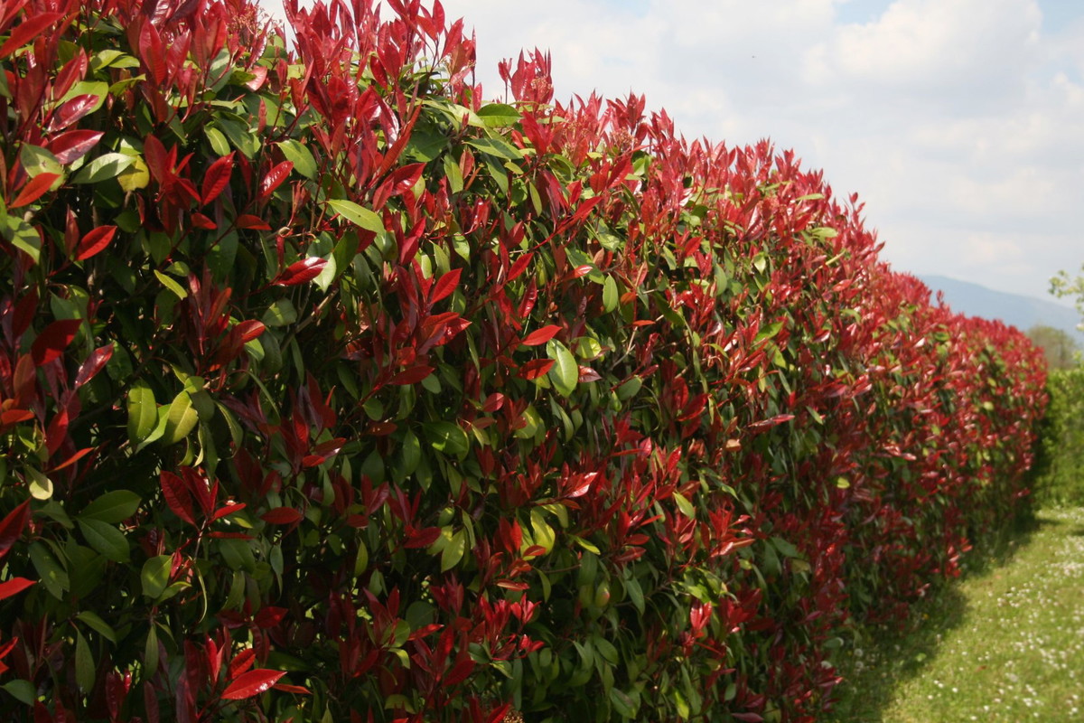 głogownik Photinia