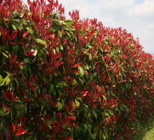 głogownik Photinia
