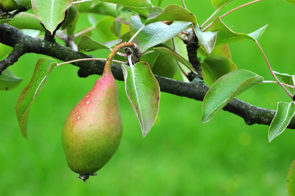 grusza w odmianie paris