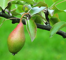 grusza w odmianie paris
