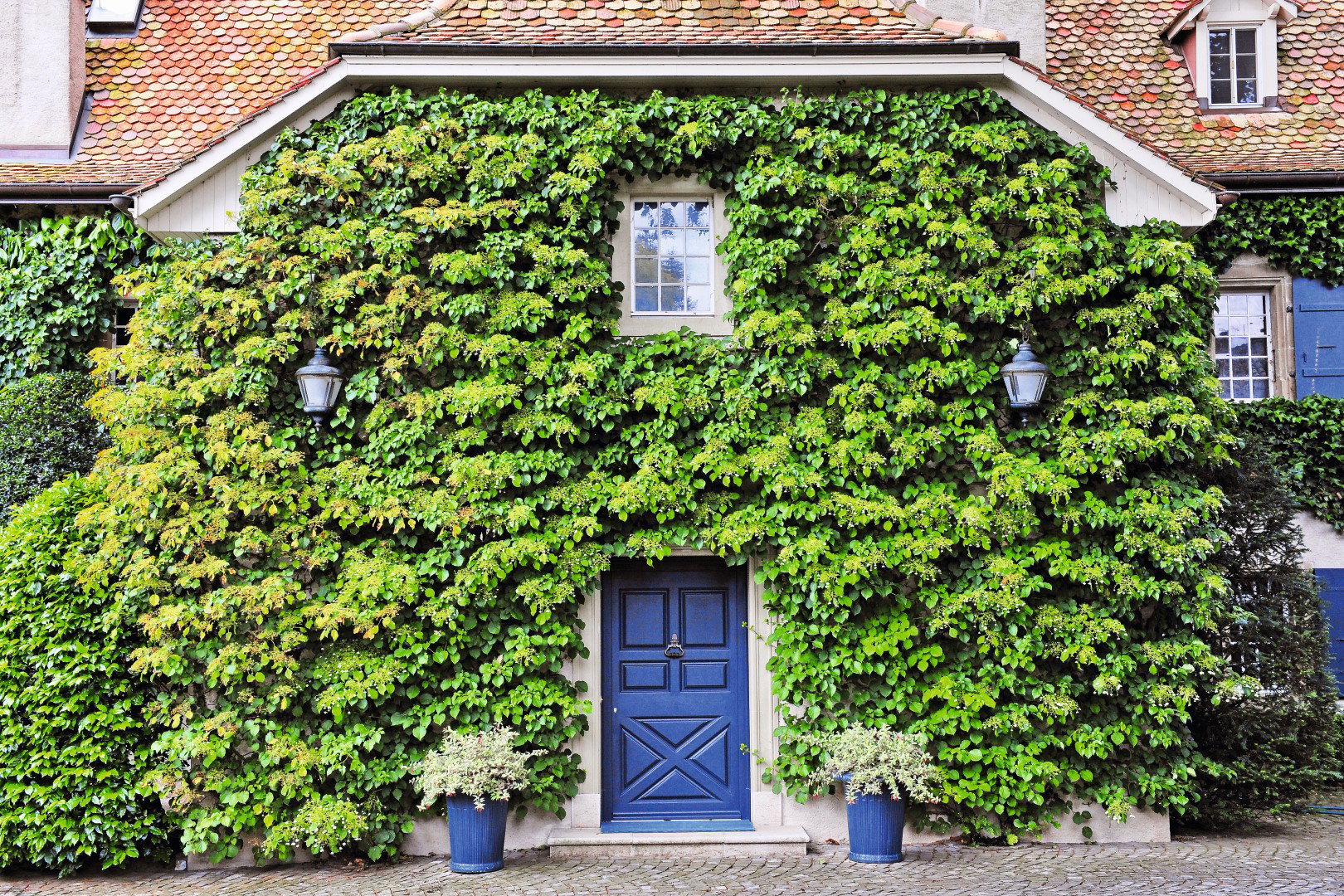 hortensja i przywarka