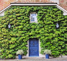 hortensja i przywarka