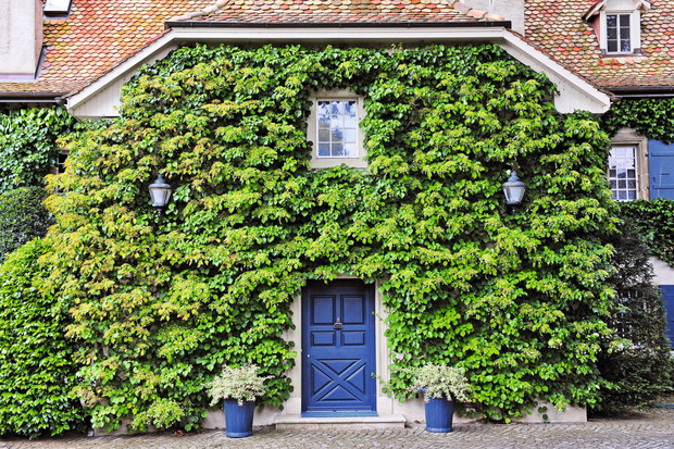 hortensja i przywarka