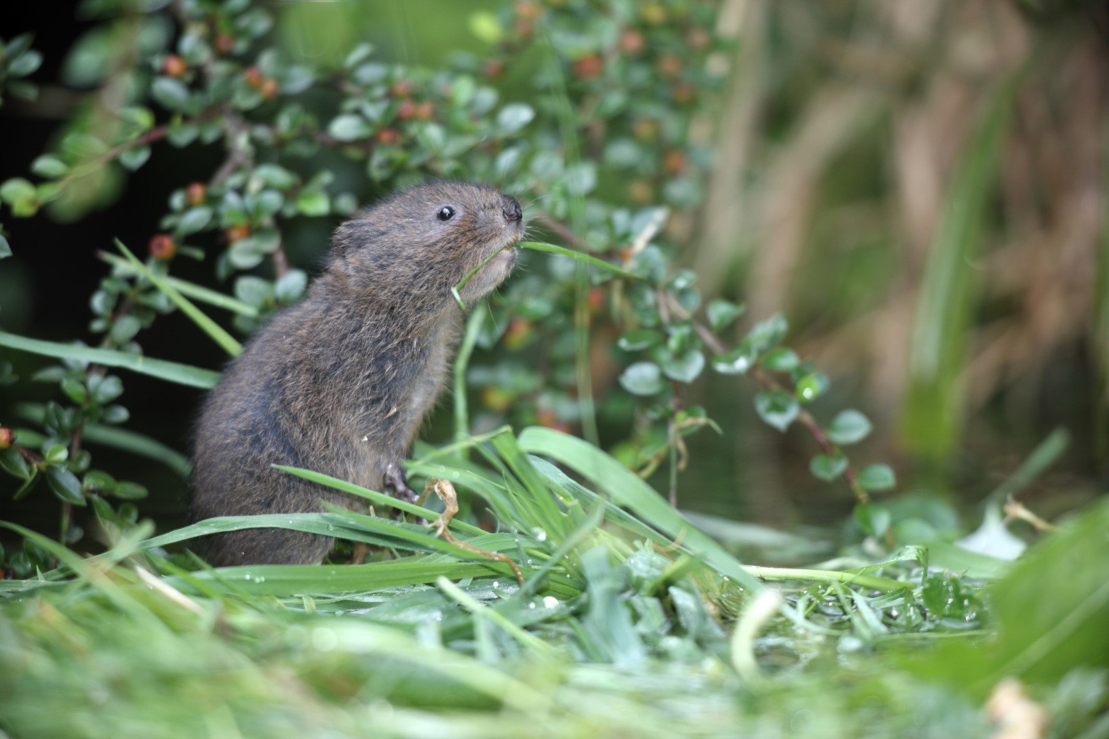 Karczownik ziemnowodny Arvicola terrestris