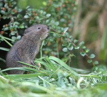 Karczownik ziemnowodny Arvicola terrestris