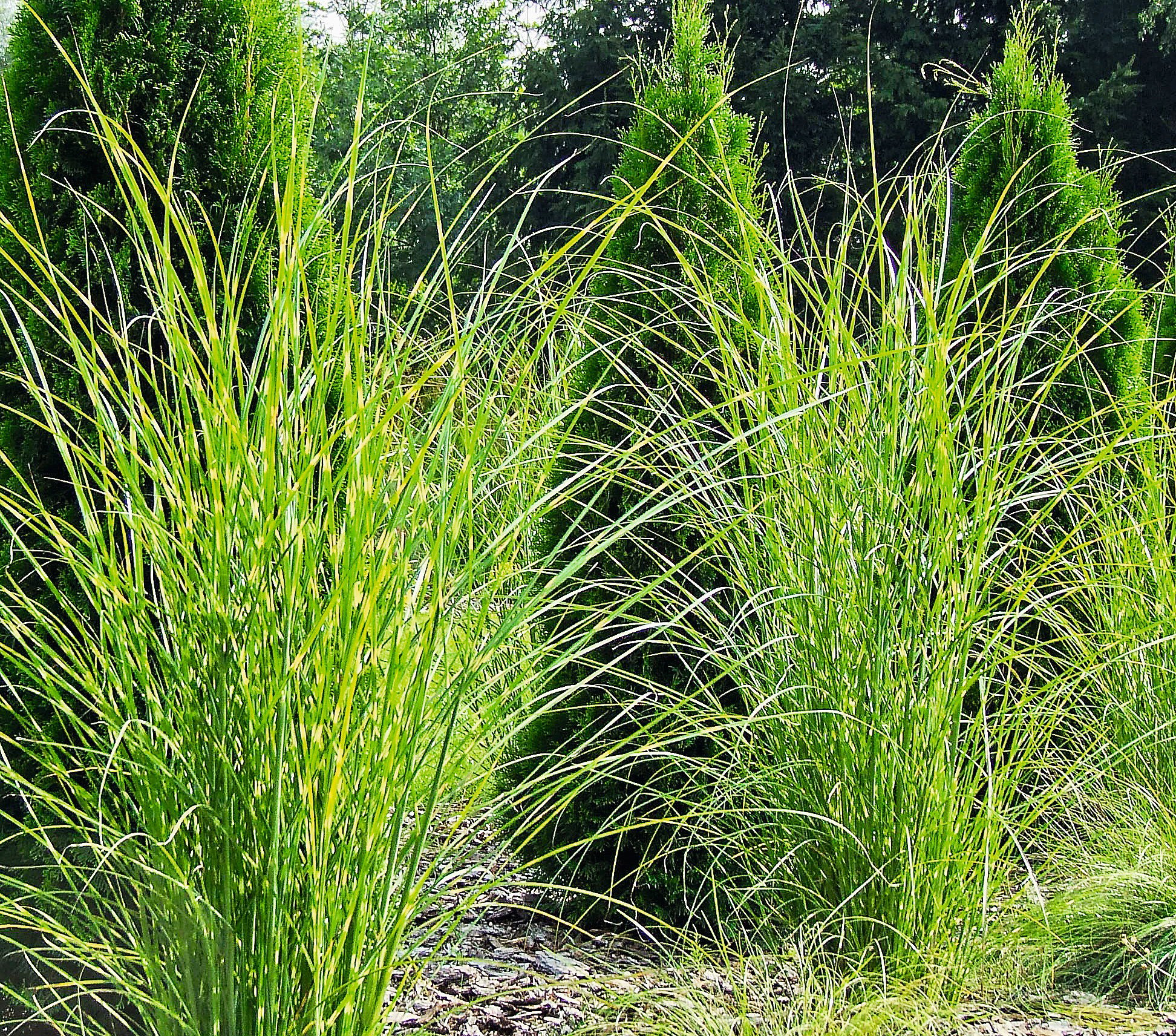 Miscanthus sinensis MYSTERIOUS MAIDEN