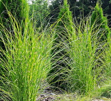 Miscanthus sinensis MYSTERIOUS MAIDEN