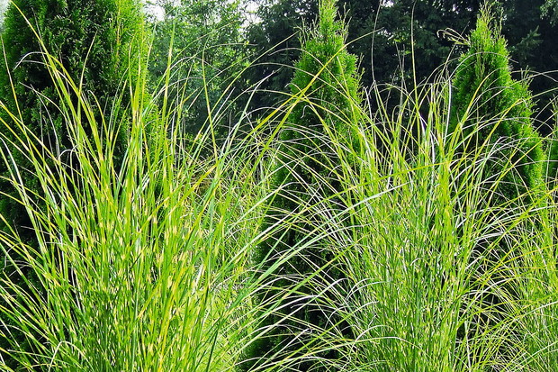 Miscanthus sinensis MYSTERIOUS MAIDEN