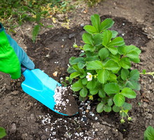 nawożenie jesienią