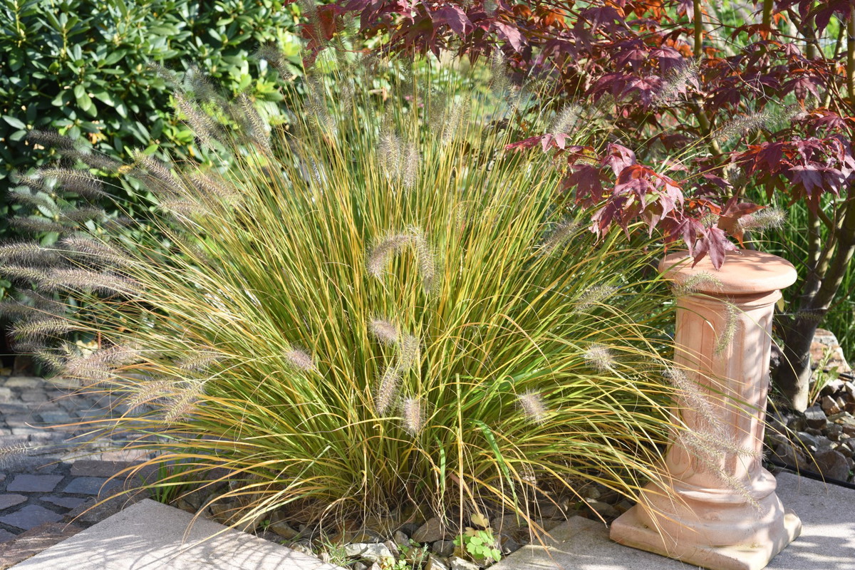 rozplenica Pennisetum