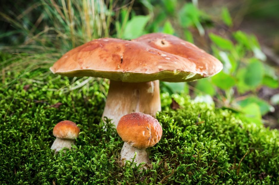 boletus-z-rodziny-borowikowatych-zdj-fotolia-com.jpeg