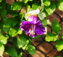 kobea-pnaca-cobaea-scandens-zdj-adobe-stock.jpeg