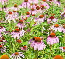 jez-o-wka-purpurowa-echinacea-purpurea-zdj-fotolia-com.jpeg