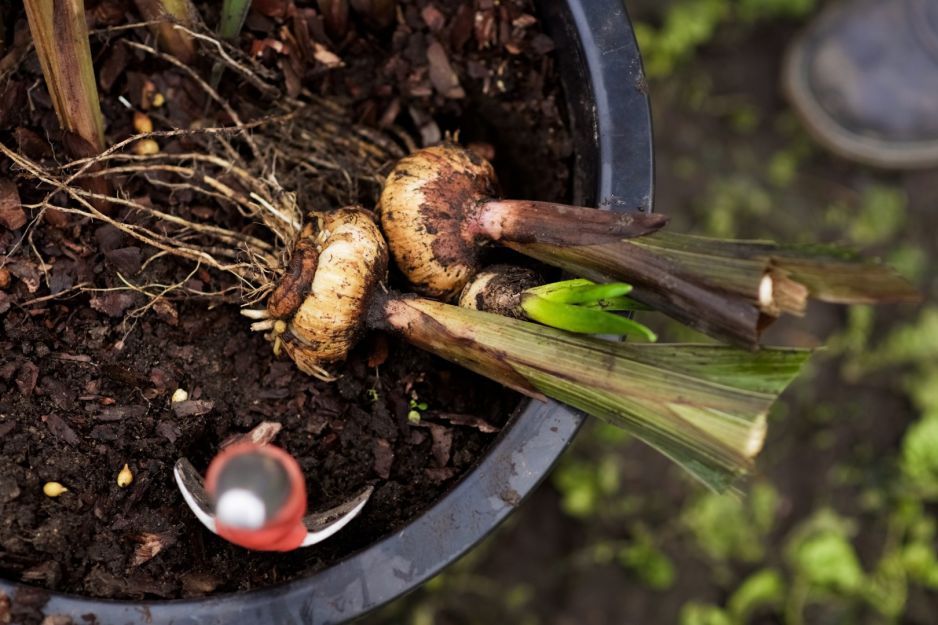 sadzenie-cebul-jesienia.jpeg