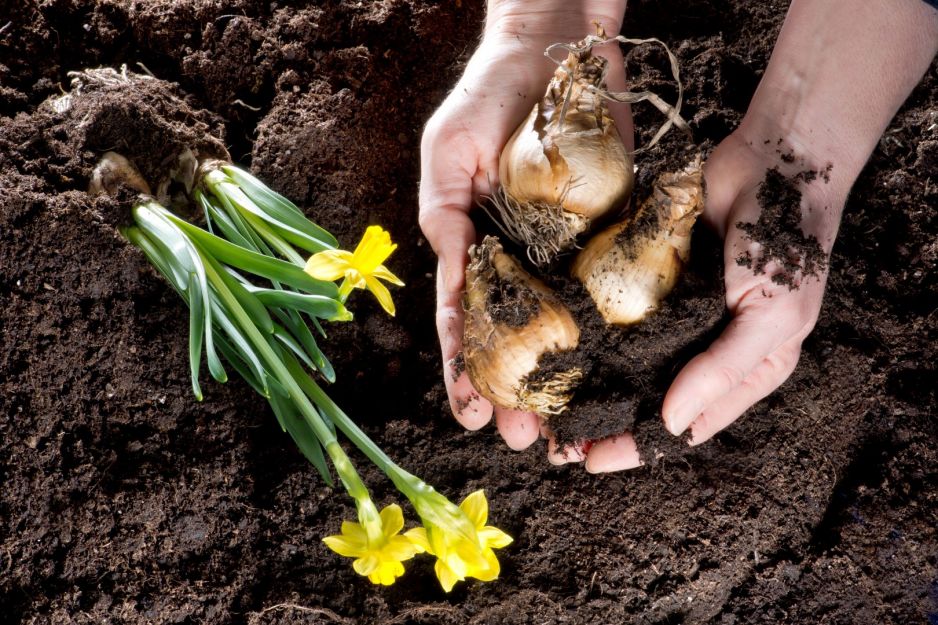 pielegnacja-narcyzow-wiosna.jpeg