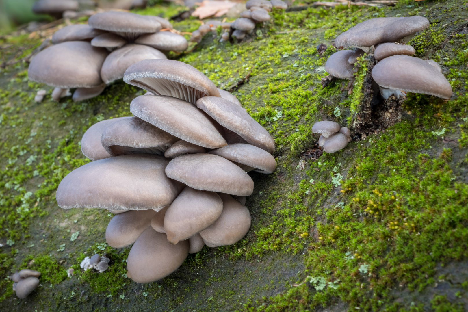 Boczniak ostrygowaty