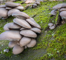 Boczniak ostrygowaty