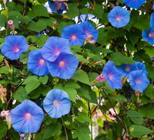 wilec-ipomoea-zdj-adobe-stock.jpeg