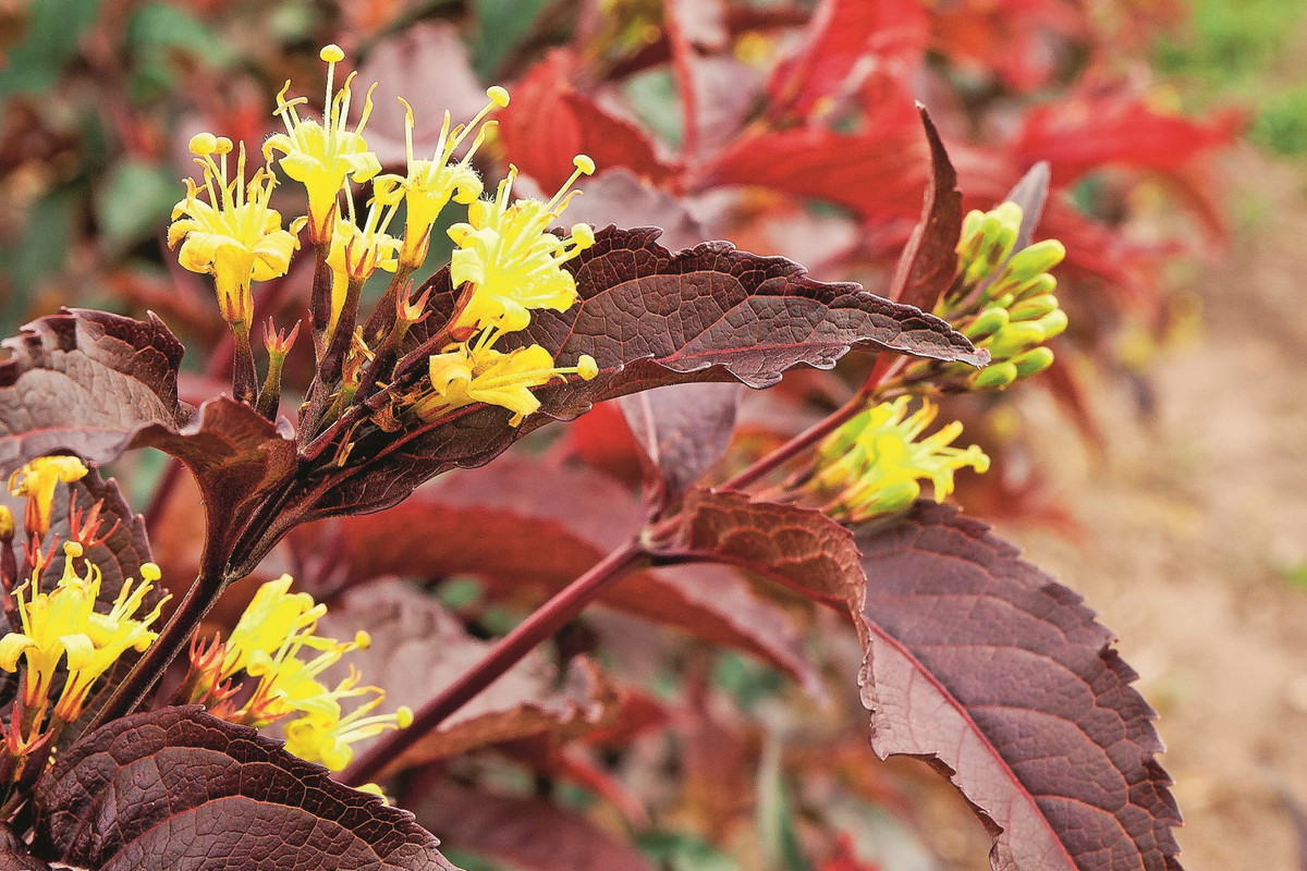 Diervilla ×splendens DIVA 'El Madrigal'