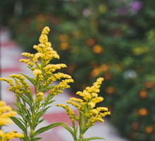nawłoć kanadyjska Solidago canadensis