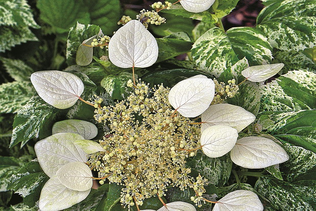 Przywarka japońska Schizophragma hydrangeoides