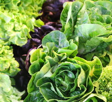 różne odmiany sałaty na grządce