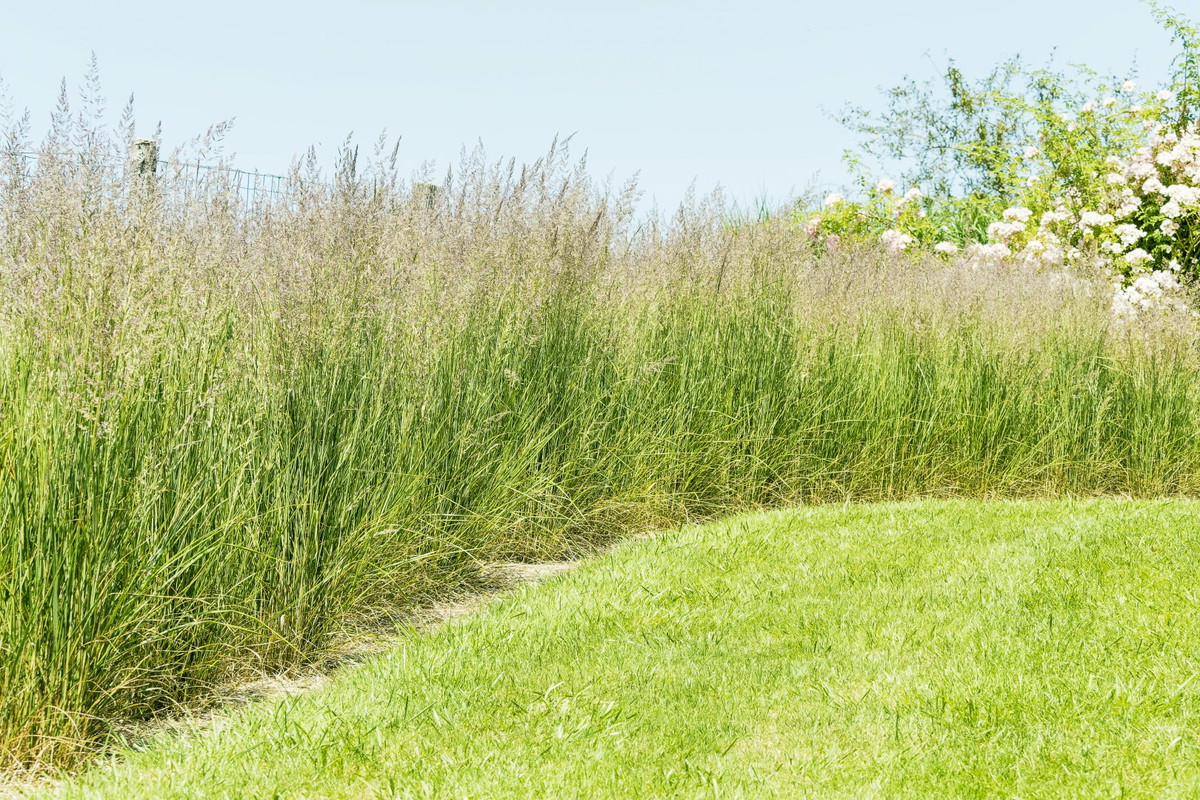 trzcinnik ostrokwiatowy calamagrostis acutiflora