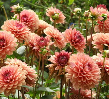 dalia-dahlia-zdj-adobe-stock.jpeg