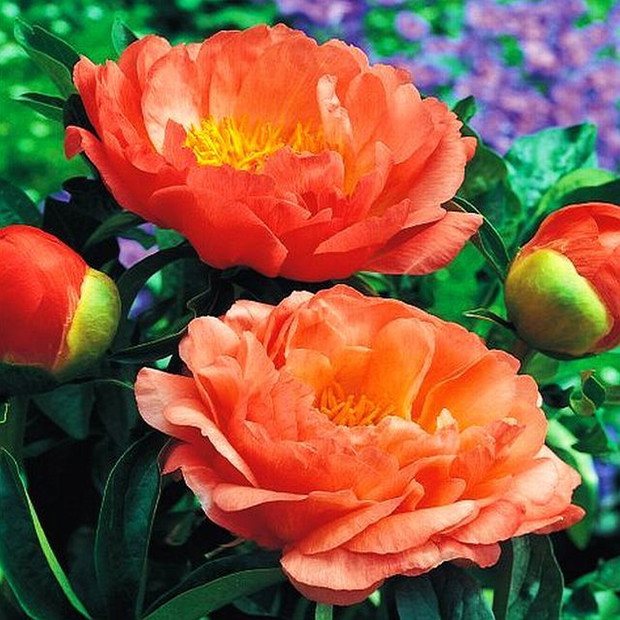 Piwonia 'Coral Sunset'