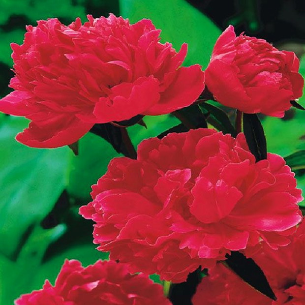 Piwonia 'Felix Crouse'