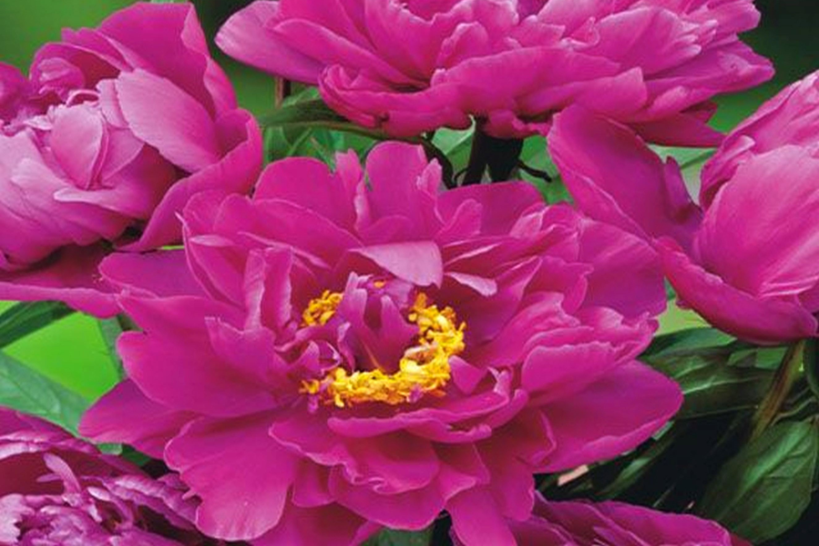 Piwonia 'Karl Rosenfield'