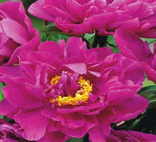 Piwonia 'Karl Rosenfield'